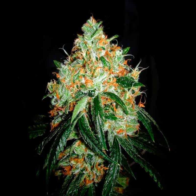 ORIGINAL ORANGE BUD â  - 1